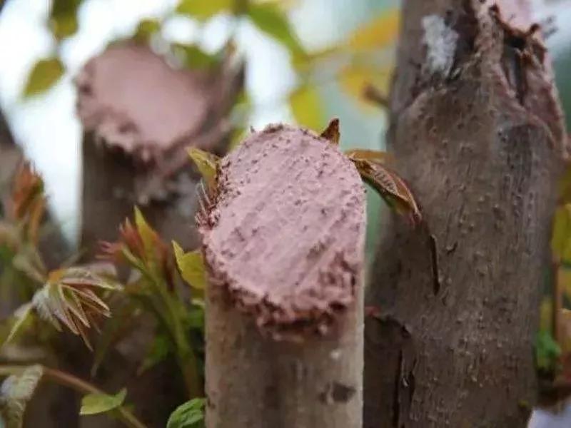 恒达登录 早春园林植物