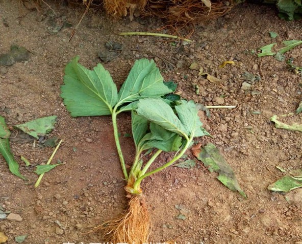 恒达主管招商代理 卡麦罗莎草莓