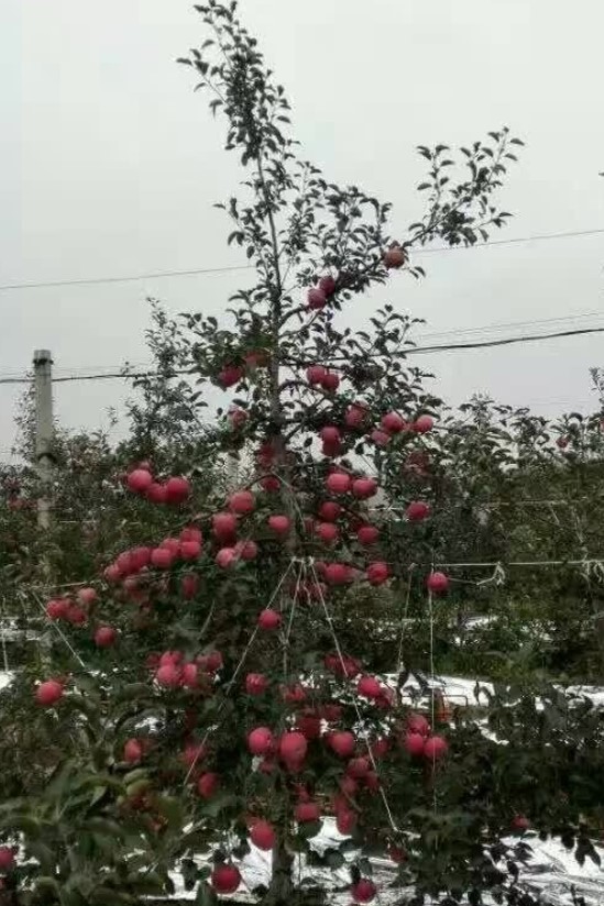 恒达平台 水蜜桃苹果