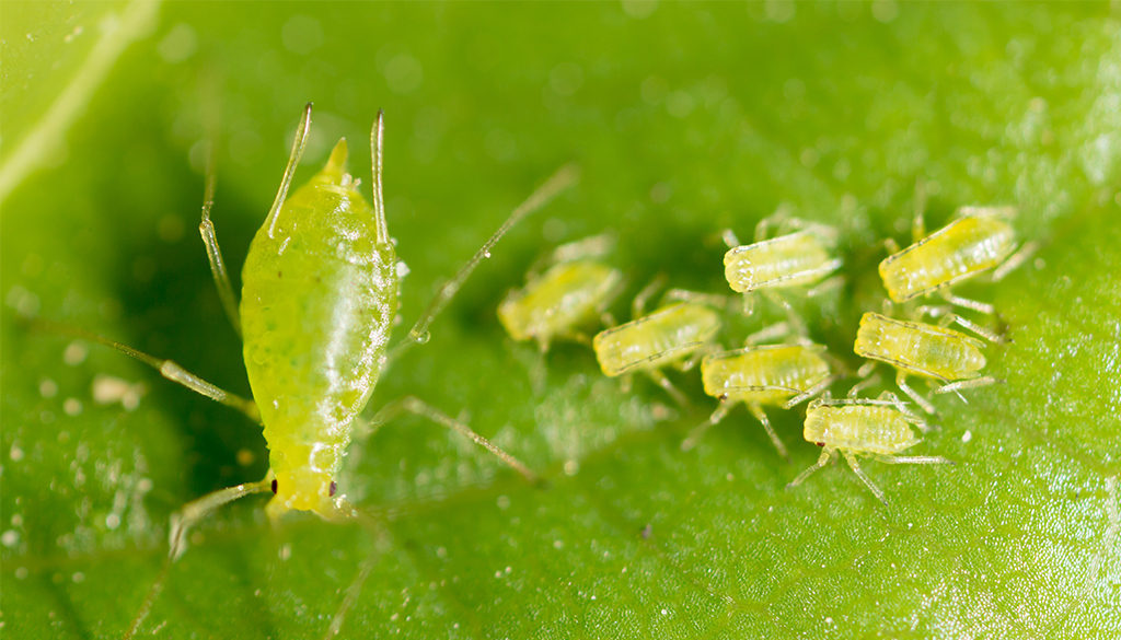 恒达平台登录 蚜虫