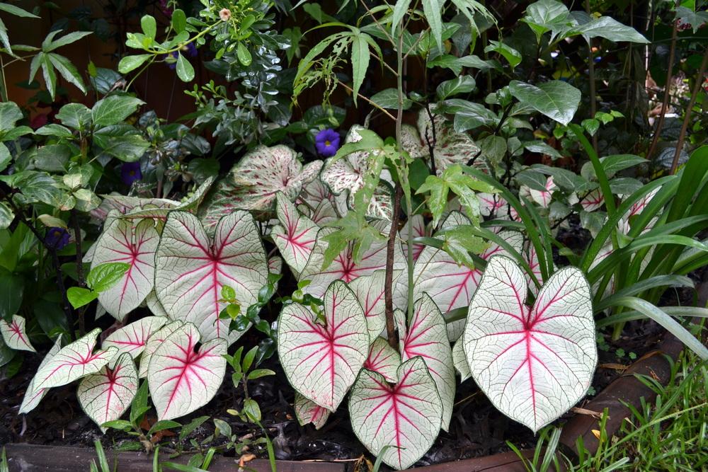 恒達 植物养护和品