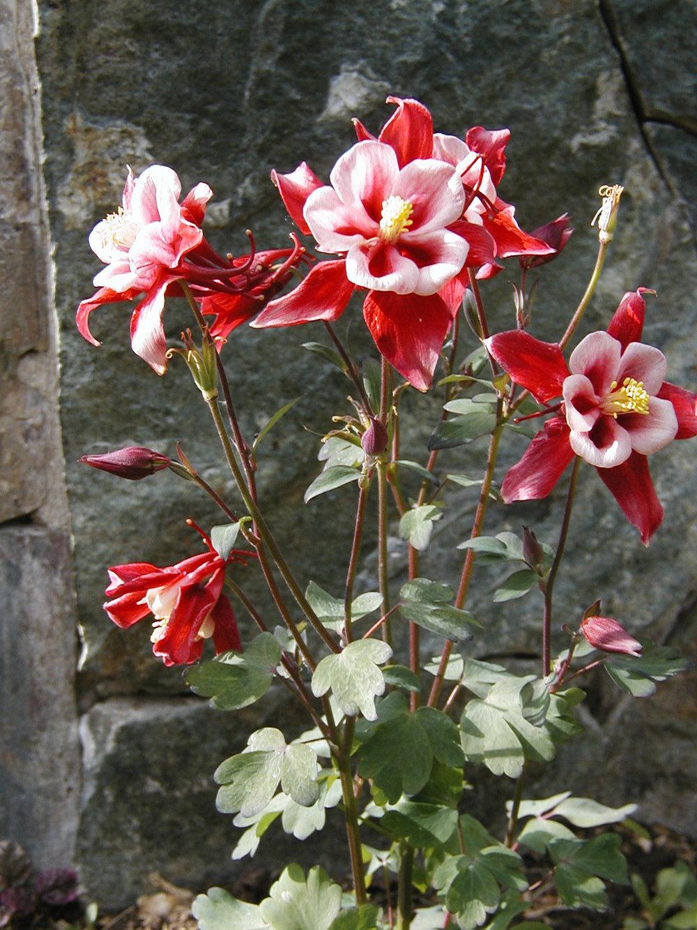 恒達 Columbines