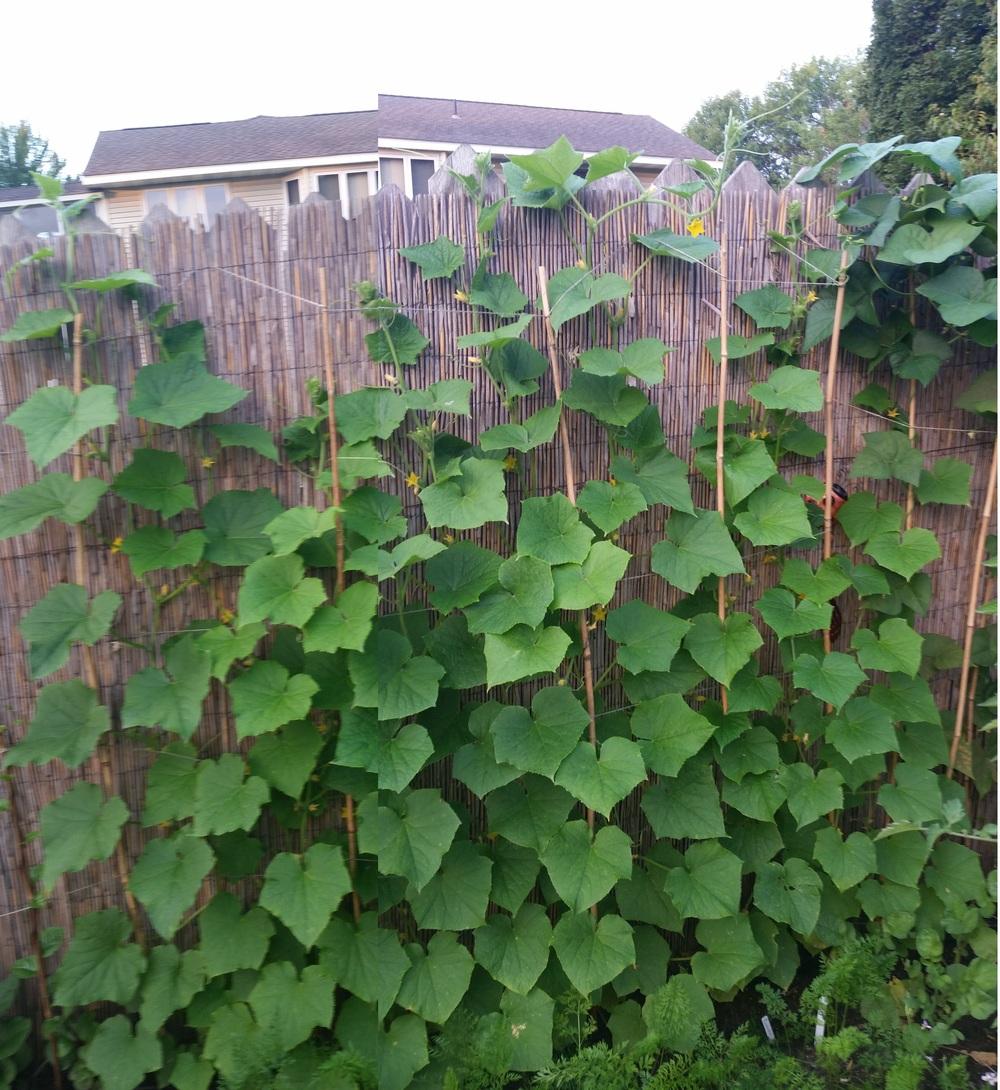 恒达平台代理 黄瓜:植物的养