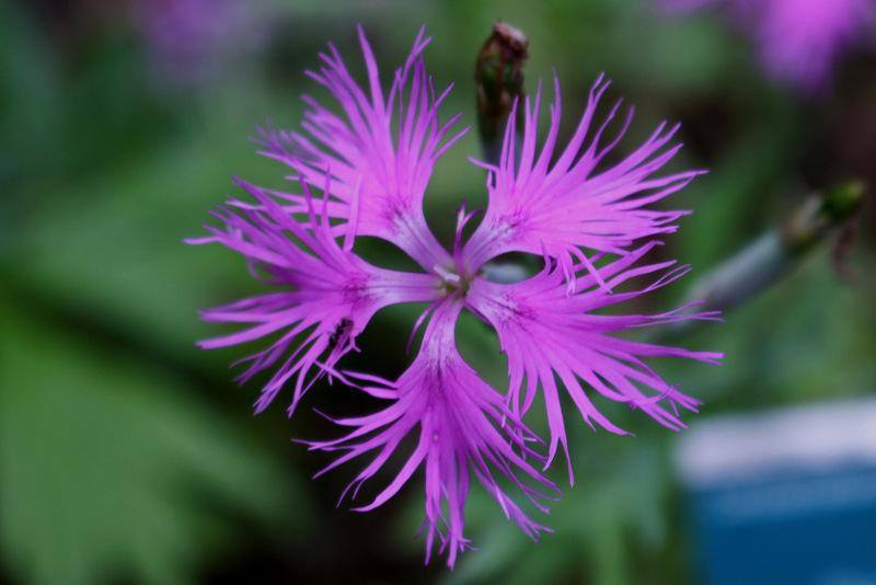 恒达平台登录 Dianthus