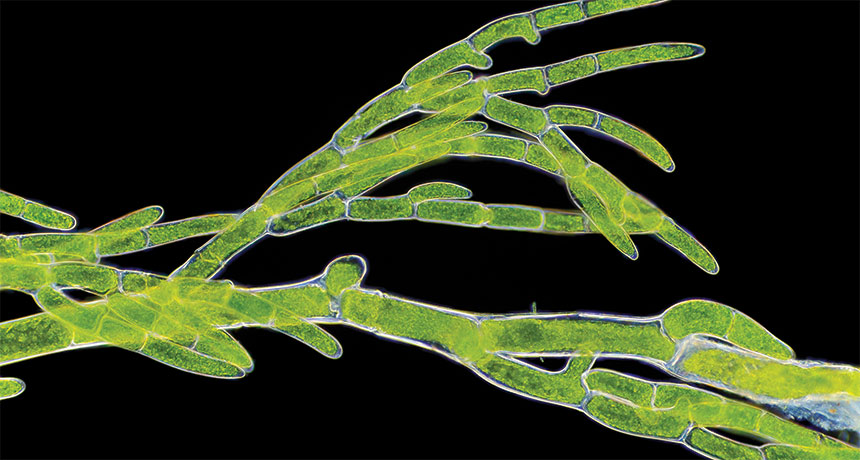 恒达线路 “黏液”展示了藻类