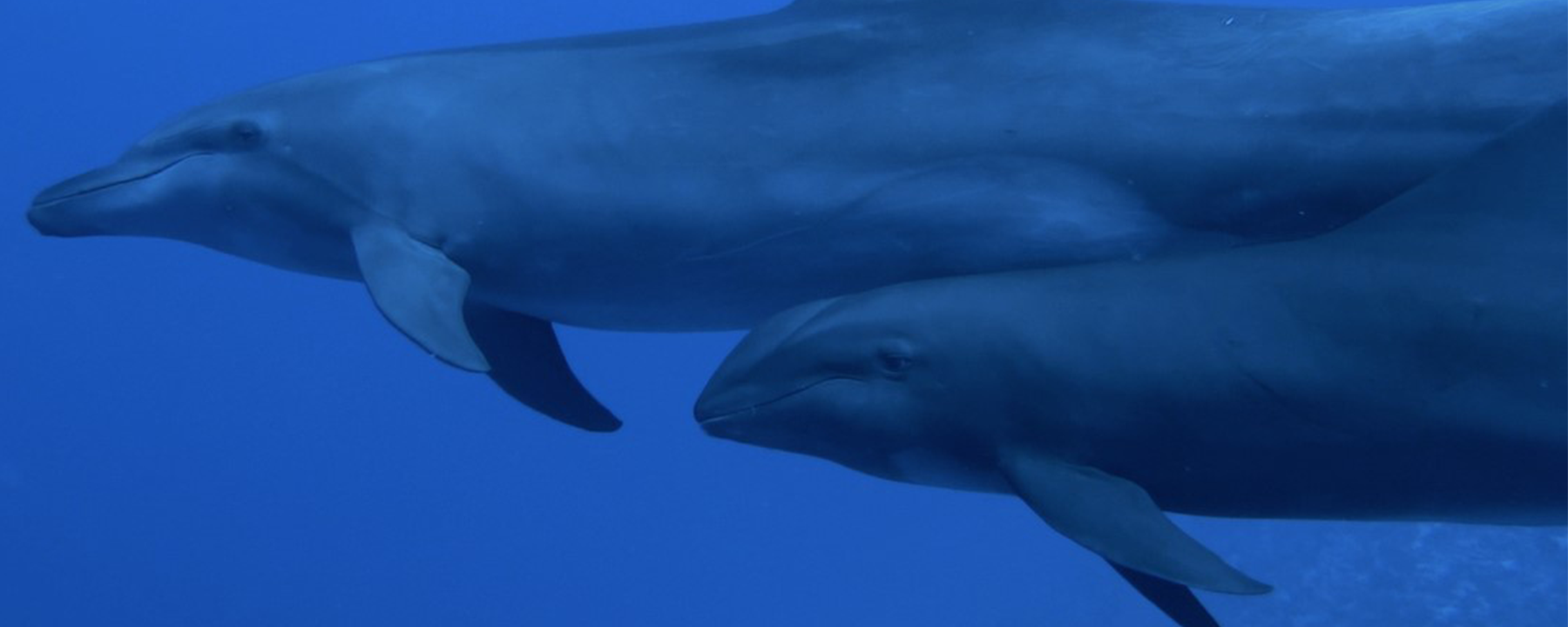 恒达平台官网 宽吻海豚收养了另一种小鲸鱼