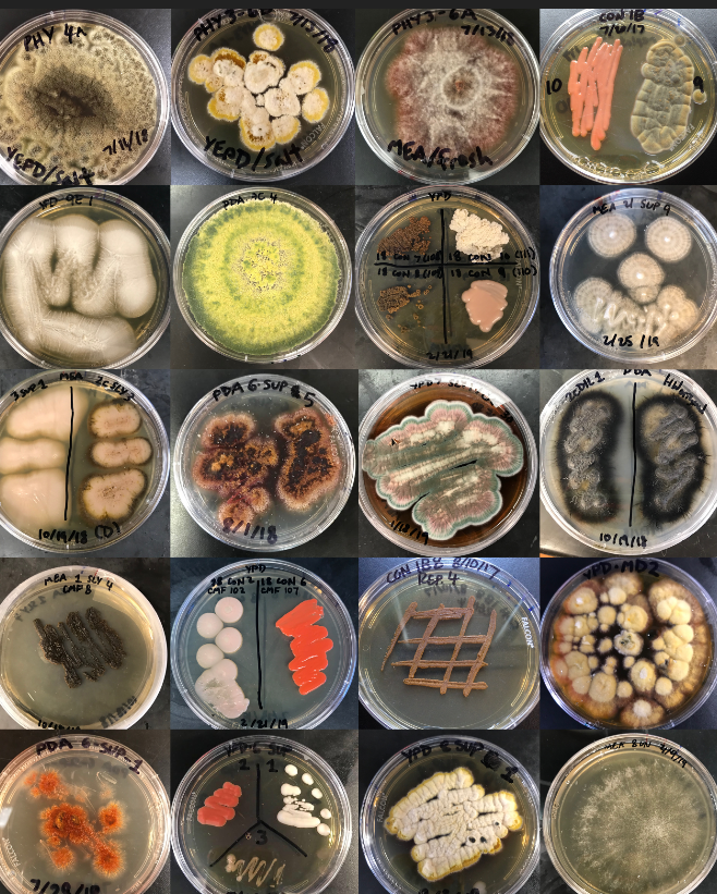 恒达平台官网 今天的图片:不寻常的真菌繁殖