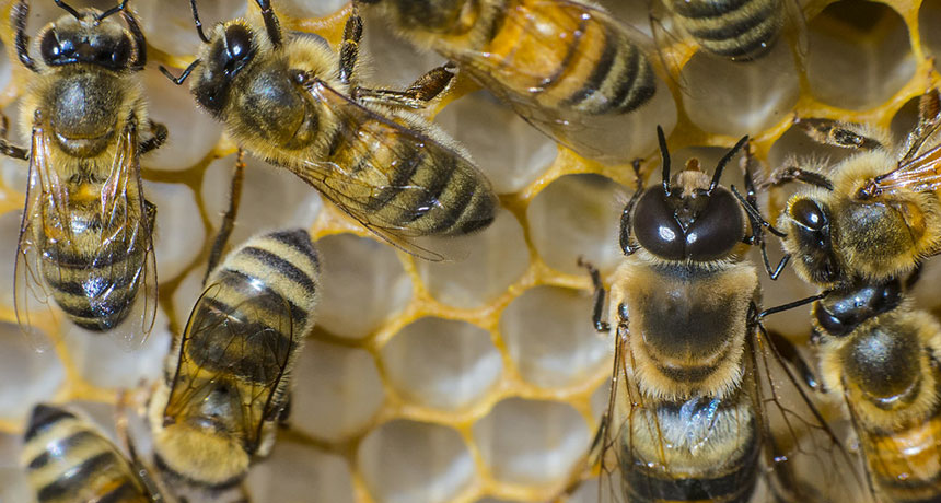 恒达线路 美国蜜蜂经历了十多年来最严重的冬季死亡