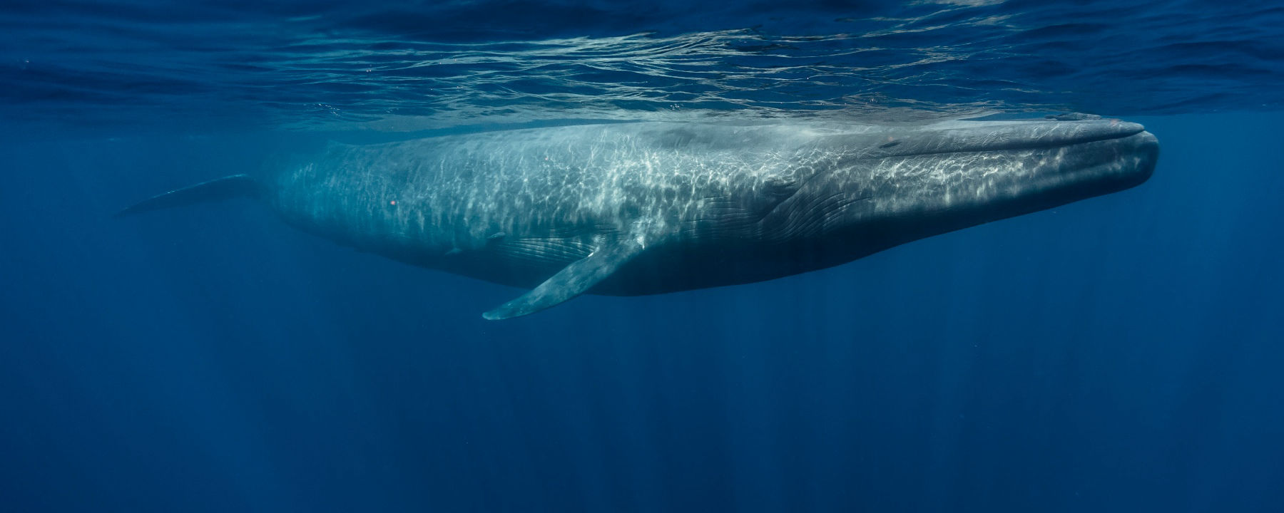 恒达登录连接 蓝鲸的心脏跳动异常缓慢