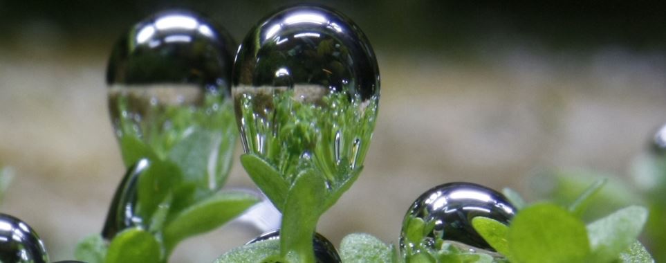 恒达登录连接 冒泡的植物