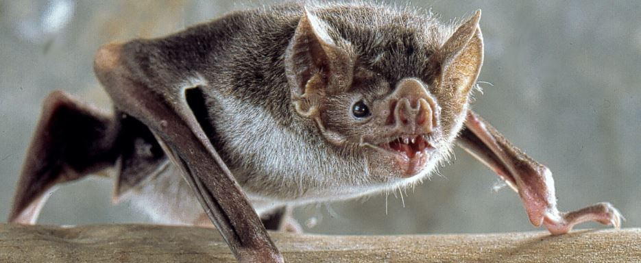 恒达登录连接 圈养的吸血蝙蝠之间的社会纽带在野外依然存在