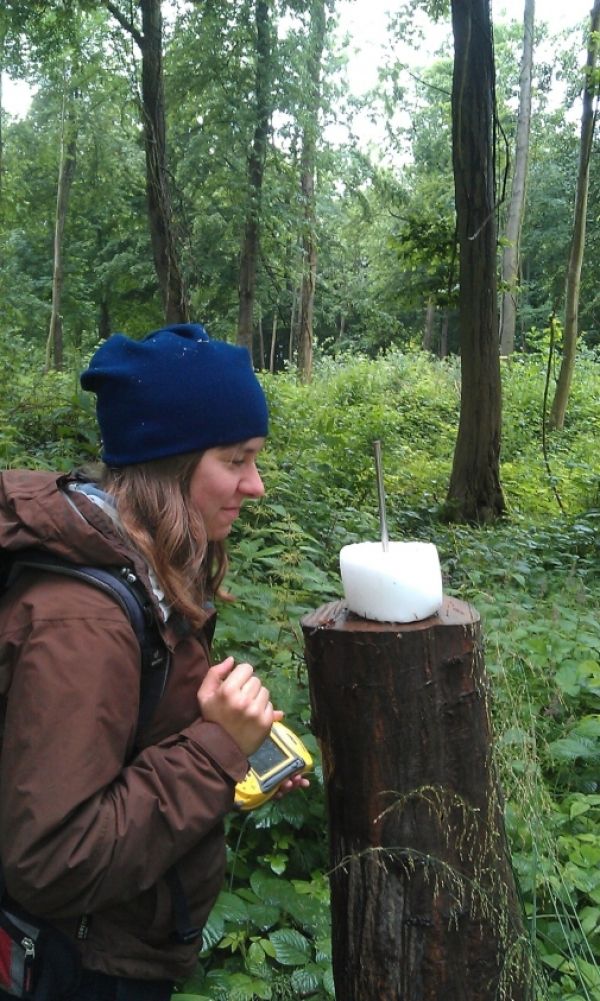 恒达登录地址 小小的林地比以前认为的更重要