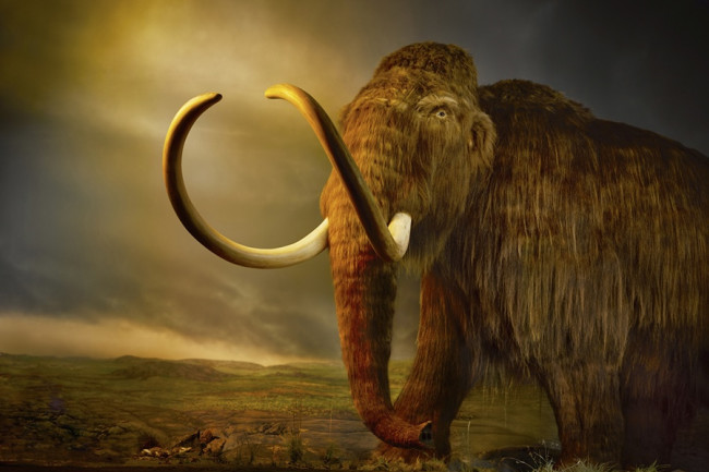 恒达网址 早期动物是如何在冰河时代幸存下来的