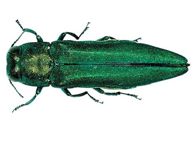 恒达网址 阻止有性吸引力的入侵昆虫