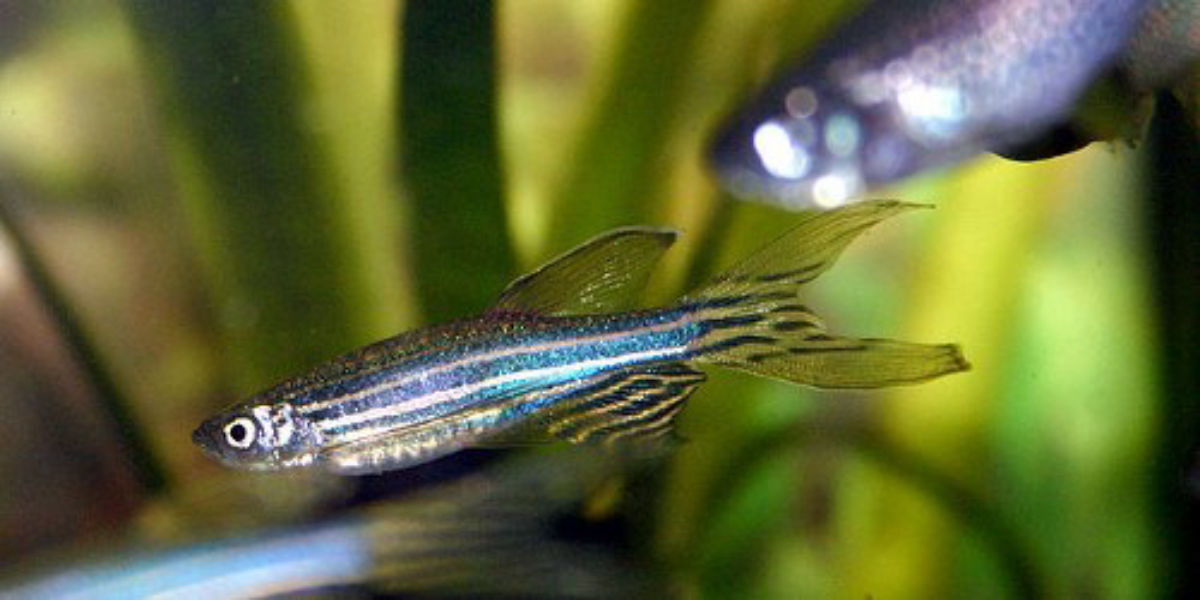 恒达网址 鱼有自己的防晒功能