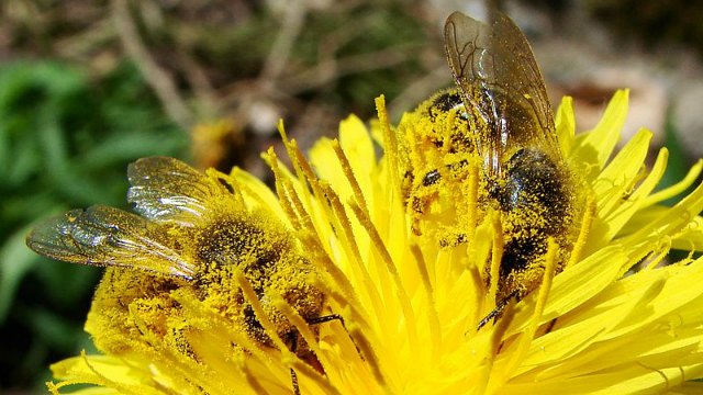 恒达网址 现场研究证实了新烟碱对蜜蜂的危害