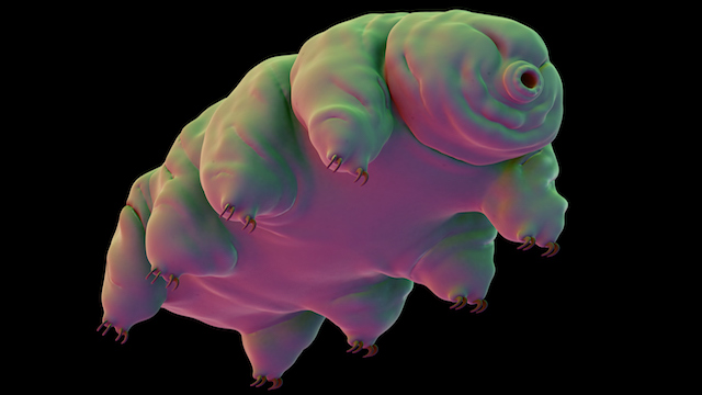 恒达网址 研究:气候变化可能威胁缓步动物