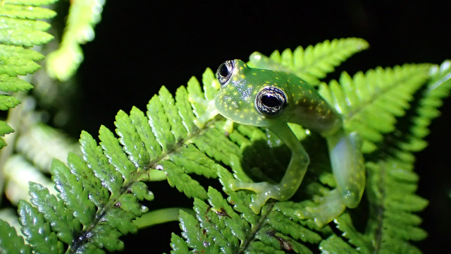 恒达网址 青蛙抵抗真菌的攻击