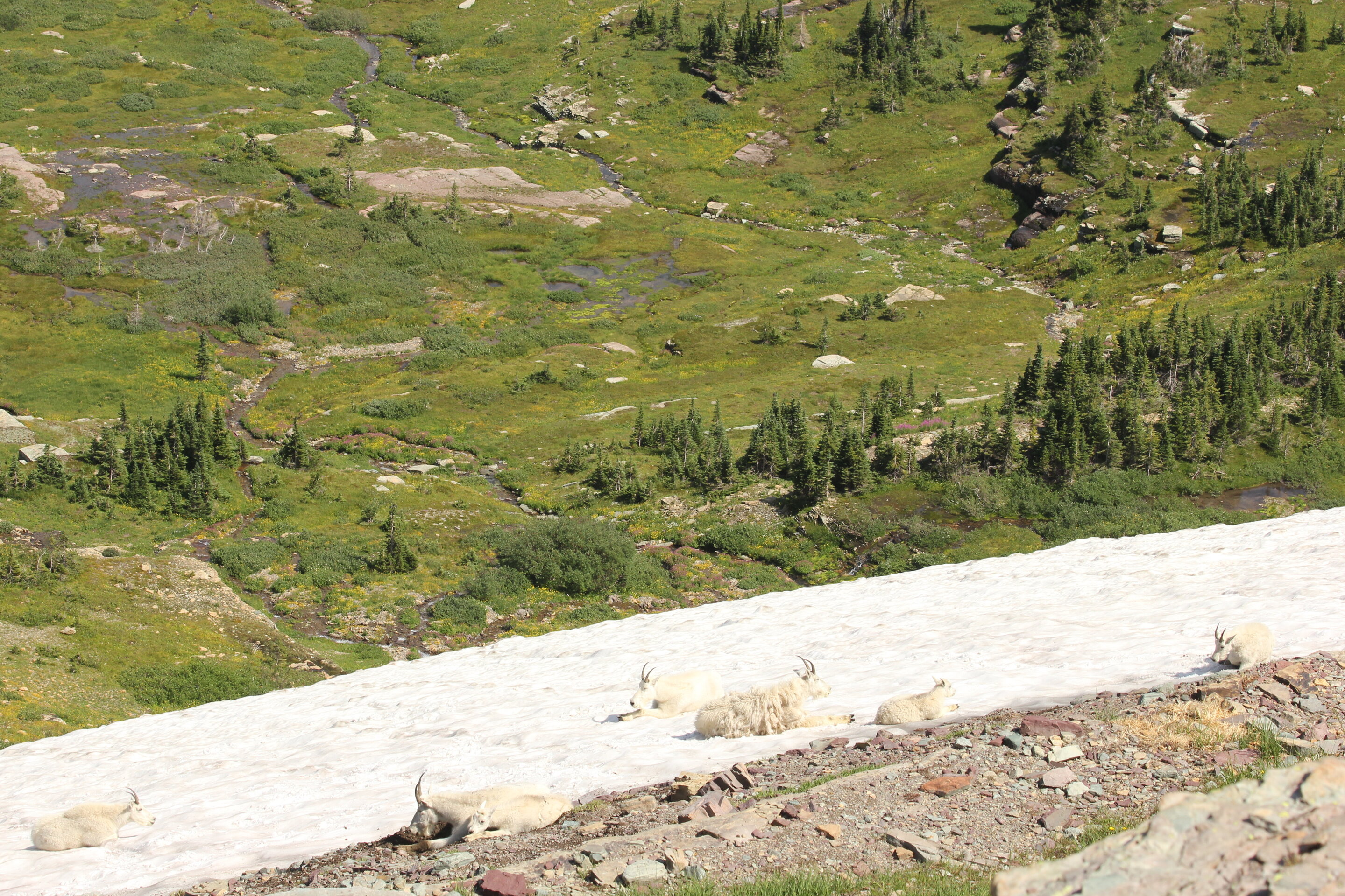 恒达登录连接 研究表明，山地山羊的空调正在失灵