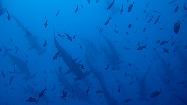 恒达手机版登陆 海洋保护区无法抵御气候变化