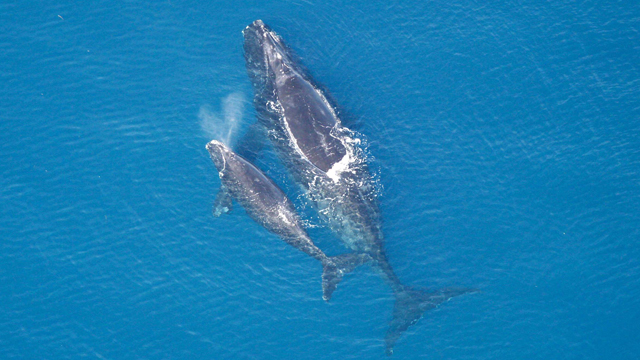 恒达手机版登陆 拟议中的地震调查引起了人们对海洋生物健康的关注