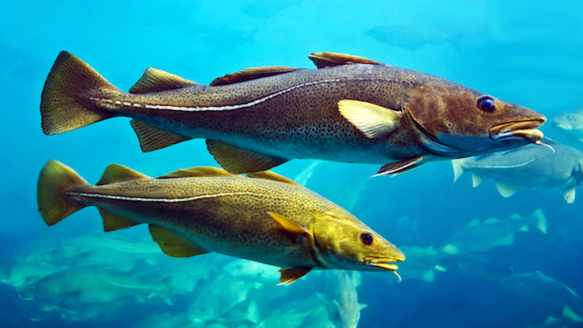 恒达手机版登陆 研究:大型雌鱼在补充种群中扮演重要角色