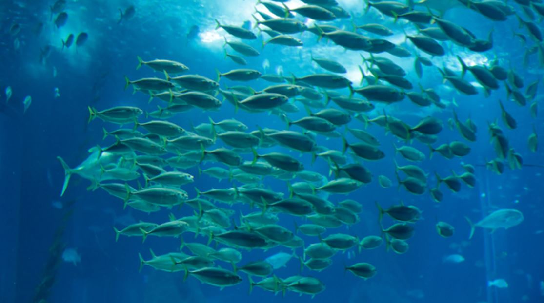 恒达手机版登陆 气候变化将迫使数以百计的海洋物种迁移