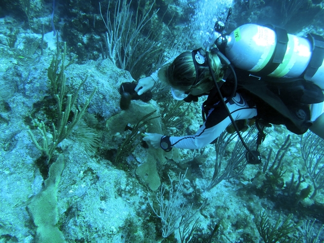 恒达手机版登陆 珊瑚防火带