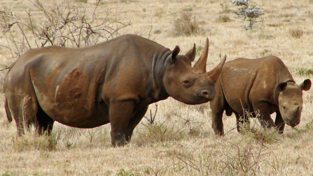 恒达平台地址 减缓全球变暖可以拯救地球上的大多数物种
