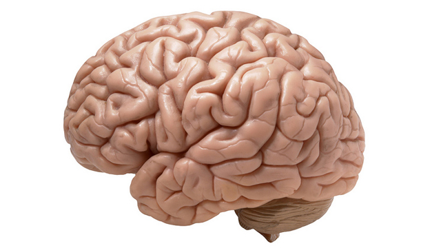 恒达线路 是什么让人类的大脑如此之大?