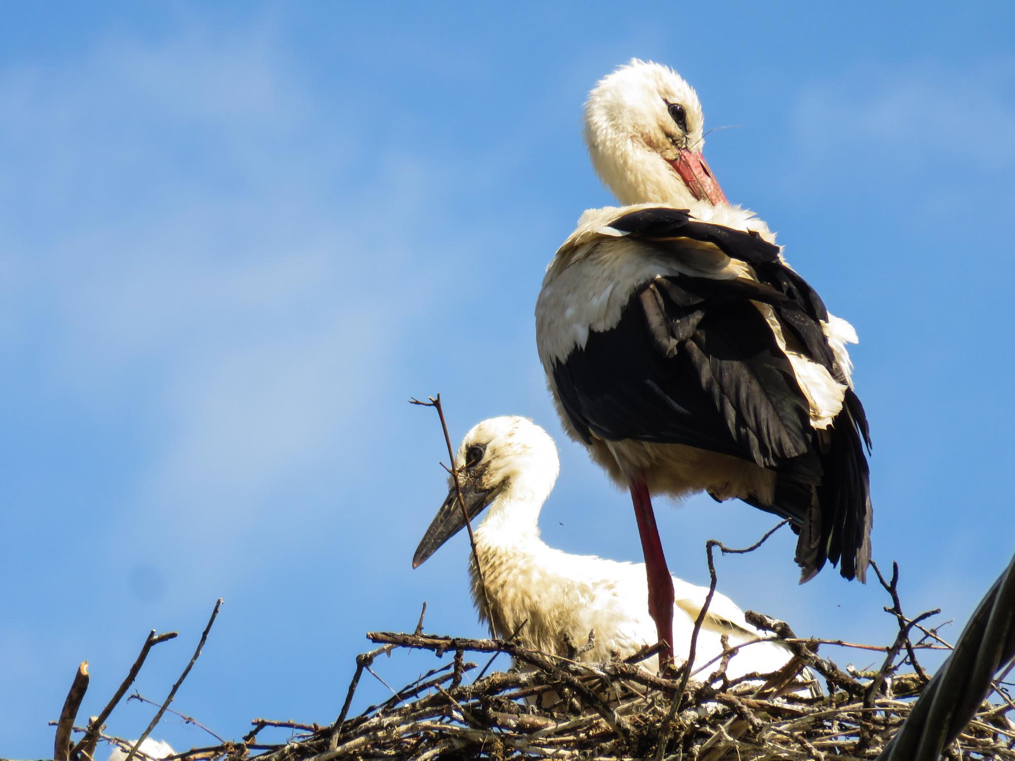 恒达线路 迁移鹳