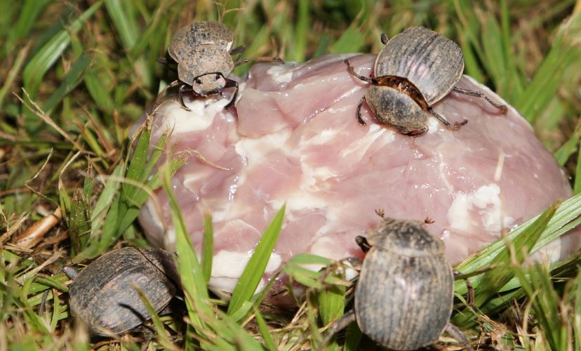 恒达登陆 食尸甲虫如何避免感染