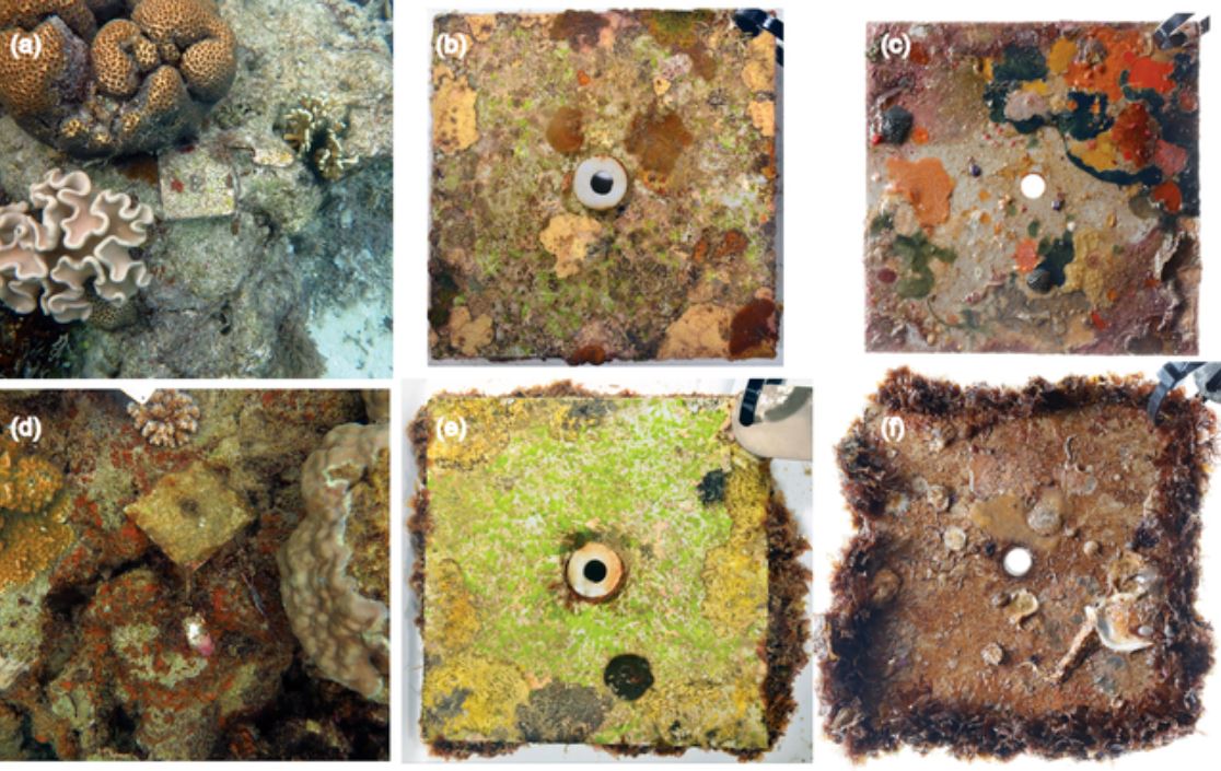 恒达登陆 当日图片:珊瑚礁