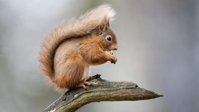 恒达登录地址 许多英国哺乳动物面临灭绝的危险