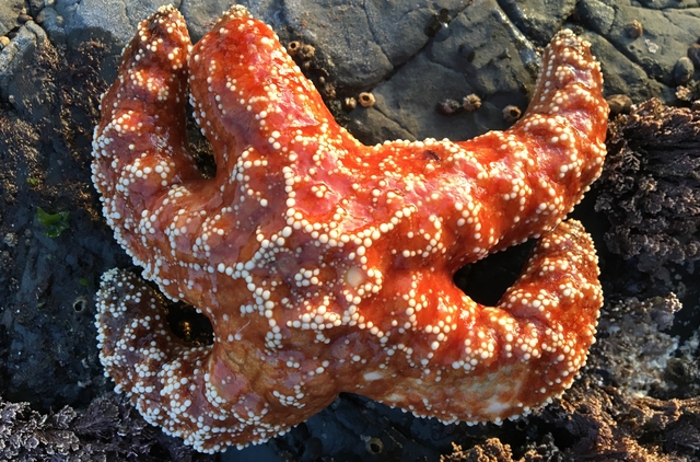 恒达登录连接 基因改变海星的致命消耗综合症:研究