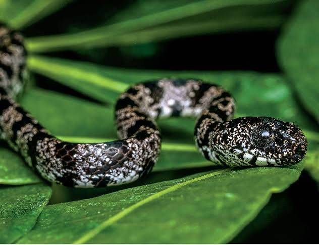 恒达登录连接 吃蜗牛