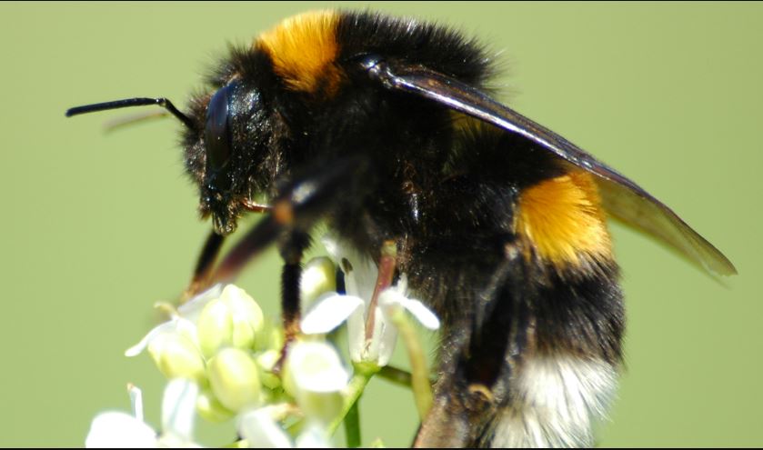 恒达登录连接 大黄蜂在城市比在农村生活得更好
