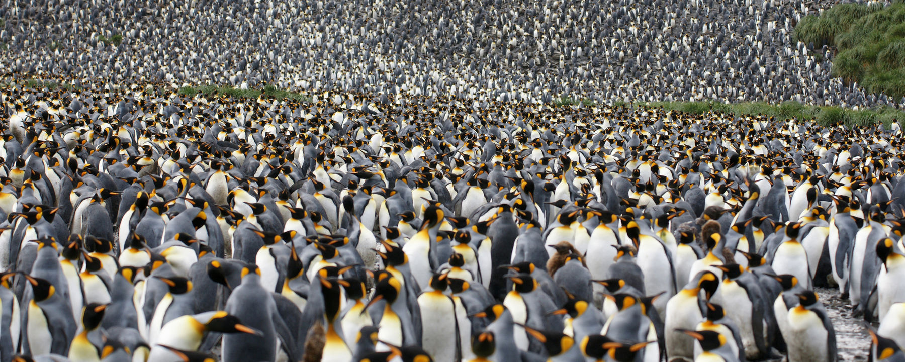 最大的王企鹅种群数量急剧下降