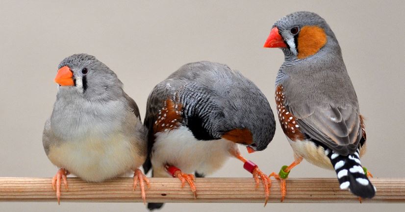 恒达代理 复制失败突出了生态学和进化科学中的偏见