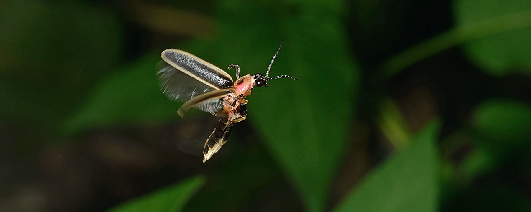 恒达总代理 萤火虫