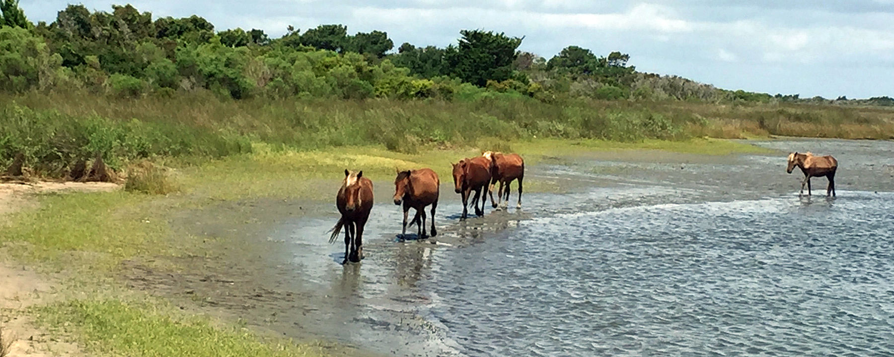 恒达登录 野马能对付飓风。那么气候变化呢? 