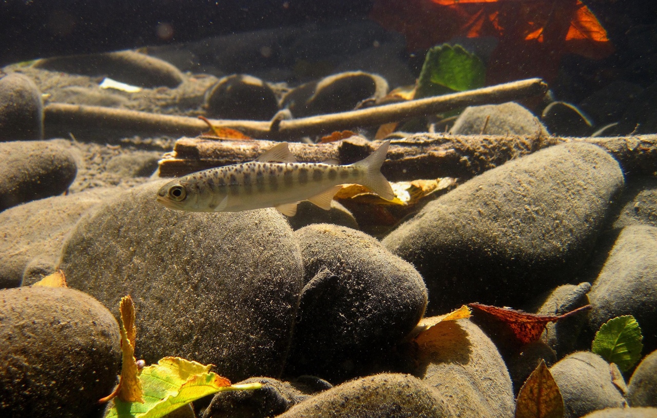 恒达网址鱼的大小对蛇河鲑鱼的影响大于通过水坝的路线