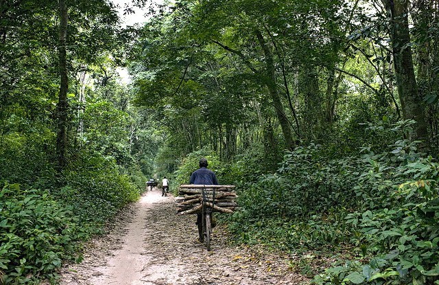 恒达总代理科学家们说，要适应刚果盆地的政策，方法如下