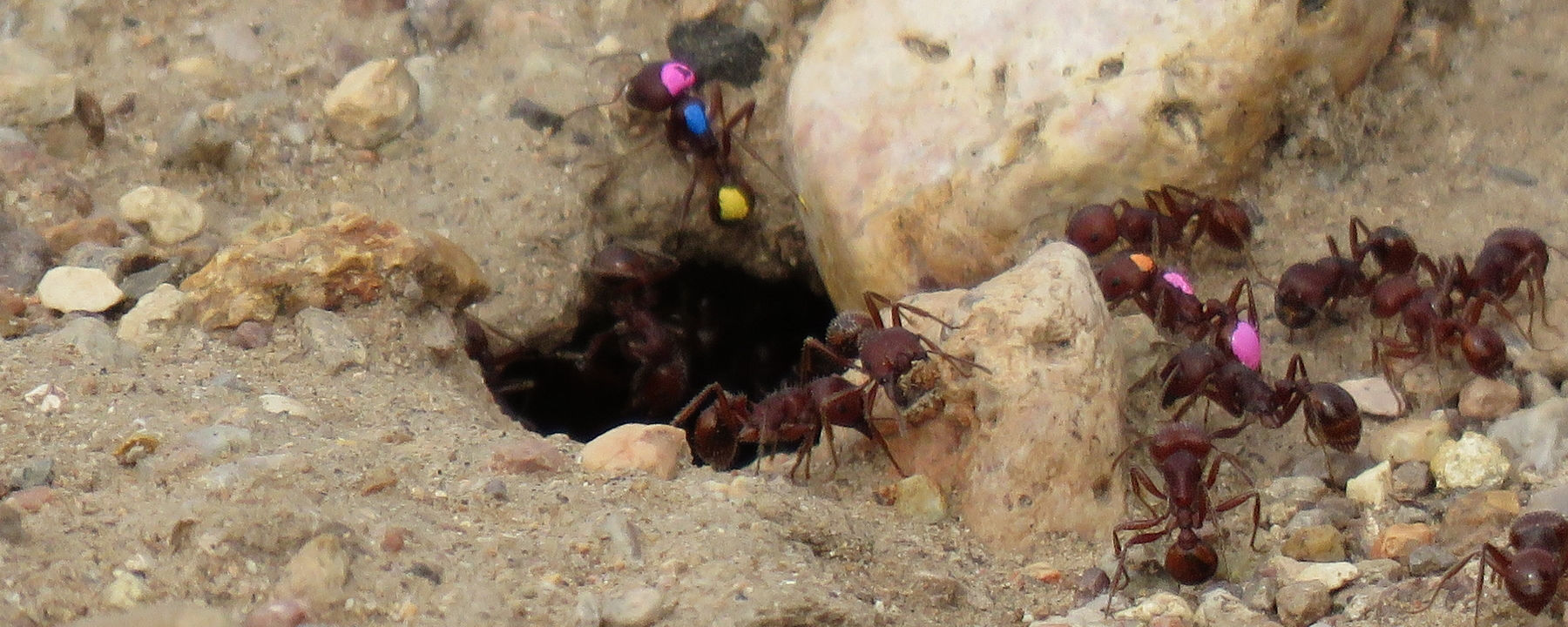 恒达平台地址多巴胺让他们这样做