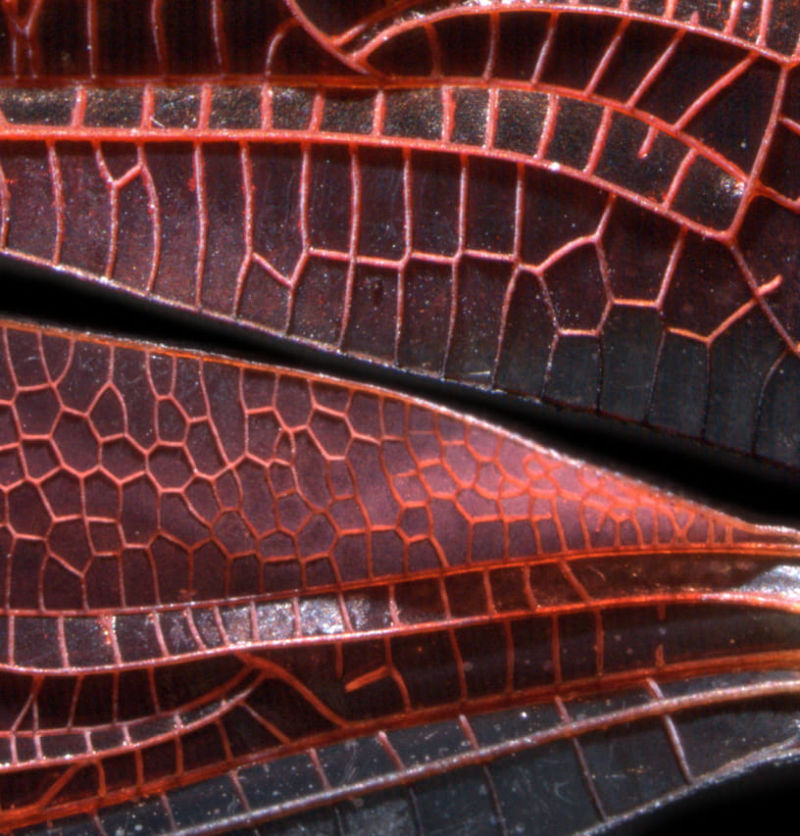 恒达登录连接在机翼上